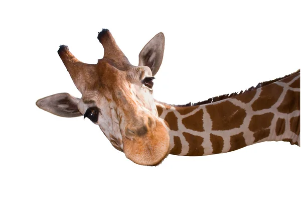 Head of a reticulated giraffe — Stock Photo, Image