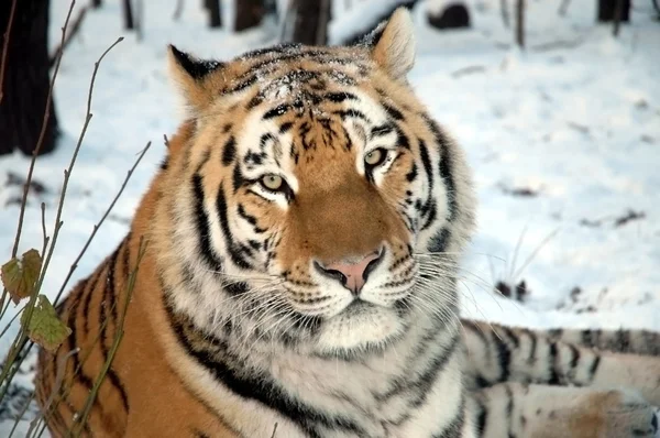 Amur Tygrys w zimie — Zdjęcie stockowe