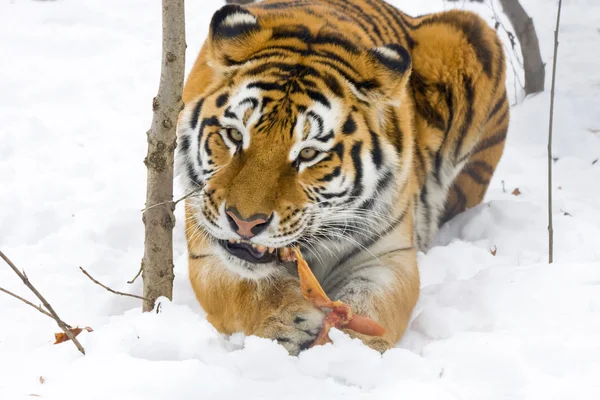 Siberian tiger eats — Stock Photo, Image