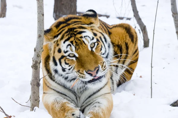 Siberian tiger eats — Stock Photo, Image