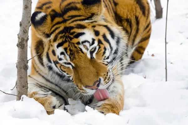 Siberian tiger eats — Stock Photo, Image