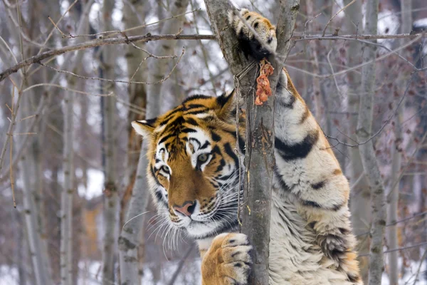 साइबेरियाई बाघ खेलता है — स्टॉक फ़ोटो, इमेज