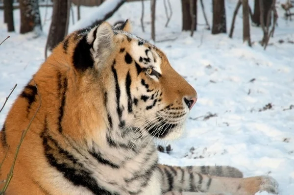 Amur tiger in winter Royalty Free Stock Images