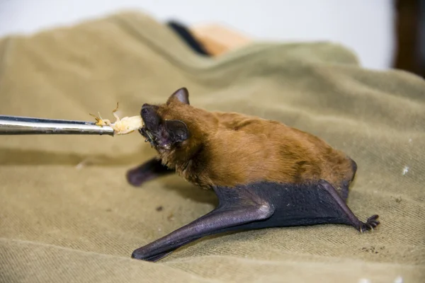 Voeden van een vleermuis — Stockfoto