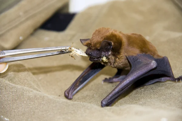 Feeding a bat — Stock Photo, Image