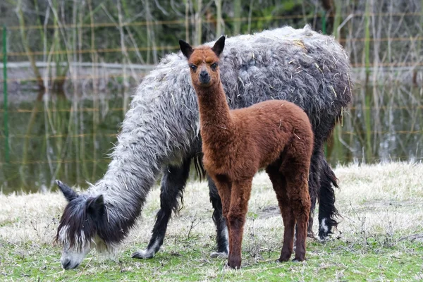Alpaca baby — Stock Photo, Image