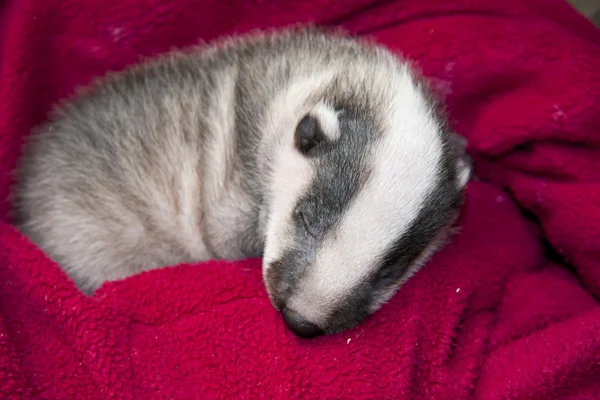 Sleeping badger bayi — Stok Foto