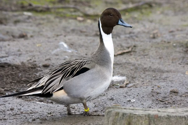 Pintail — Stock fotografie