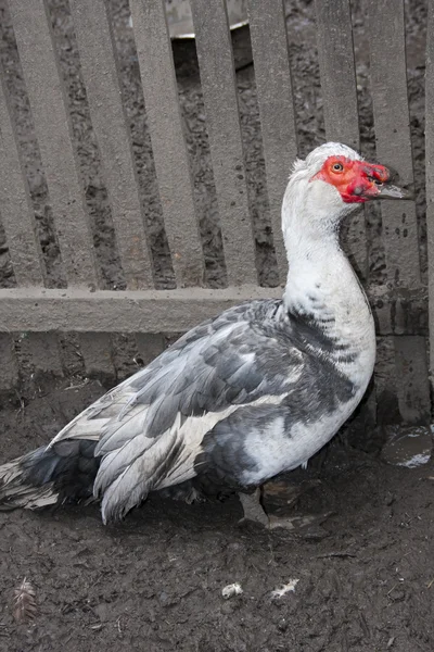 Muscovy duck — Stock Photo, Image