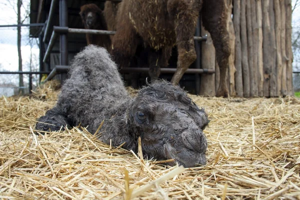 Newborn camel — Stock Photo, Image