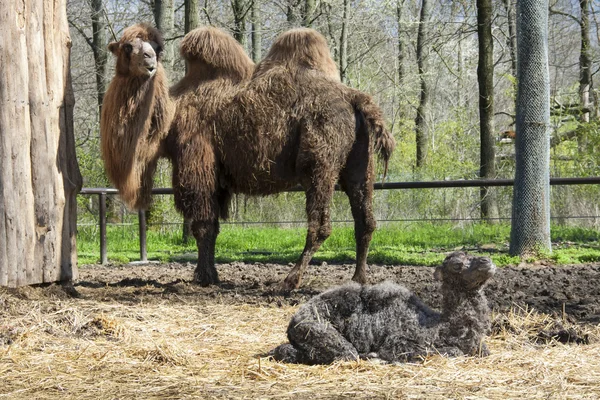 Camel calf and mother — Stock Photo, Image