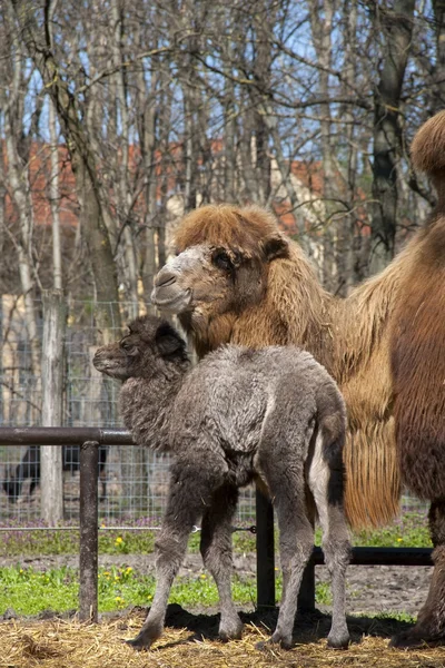 Camel calf and mother — Stock Photo, Image