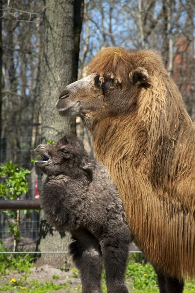 Camel calf and mother — Stock Photo, Image