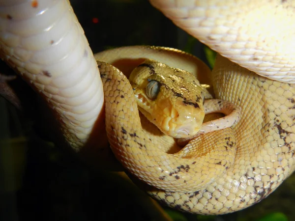 Träd boa — Stockfoto