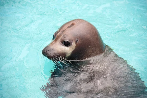 Harbour seal — Stock Photo, Image