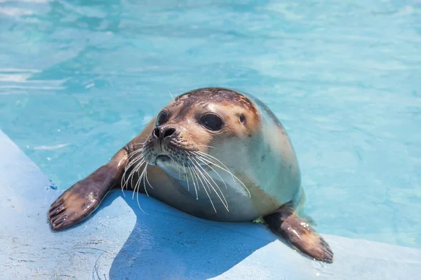 Harbour seal — Stock Photo, Image