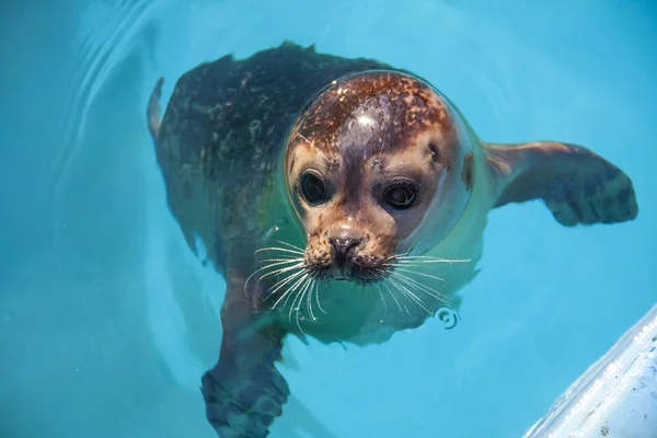 Harbour Seal — Stockfoto