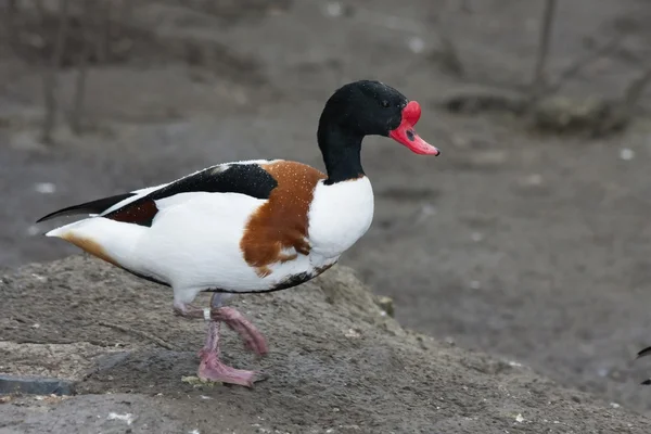 Canard pèlerin — Photo