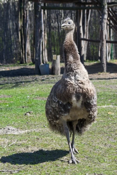 Darwin's rhea — Stock Photo, Image