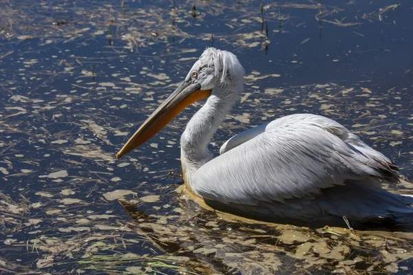 Dalmatian pelican — Stock Photo, Image