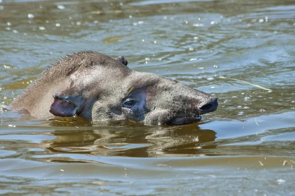 Tapir in the water — Stock Photo, Image