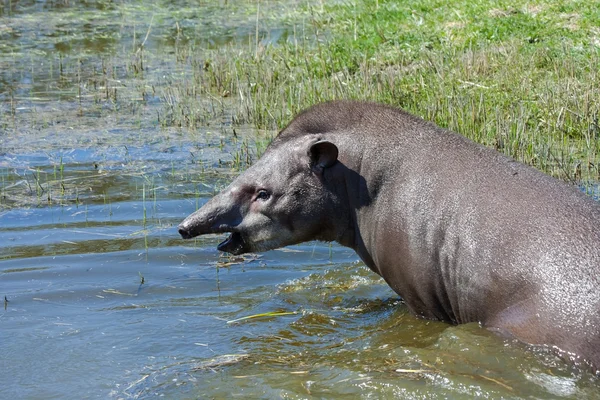 Tapir in the water — Stock Photo, Image