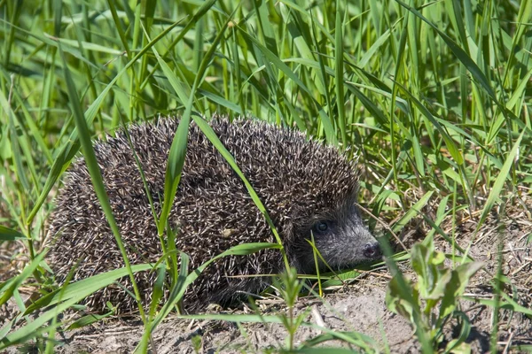 Egel in het gras — Stockfoto