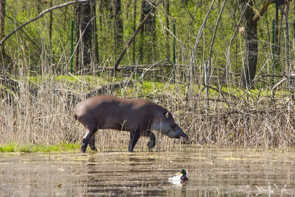 Walking tapirs — Stock Photo, Image