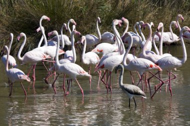 büyük flamingo
