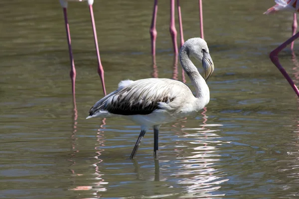 Större flamingo kyckling — Stockfoto