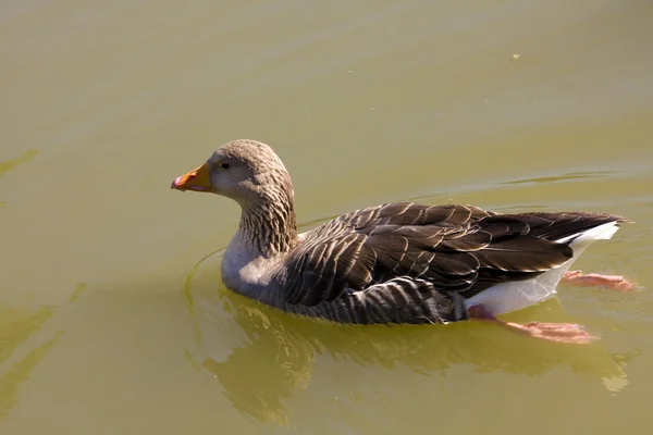 Greylag goose — Stock Photo, Image