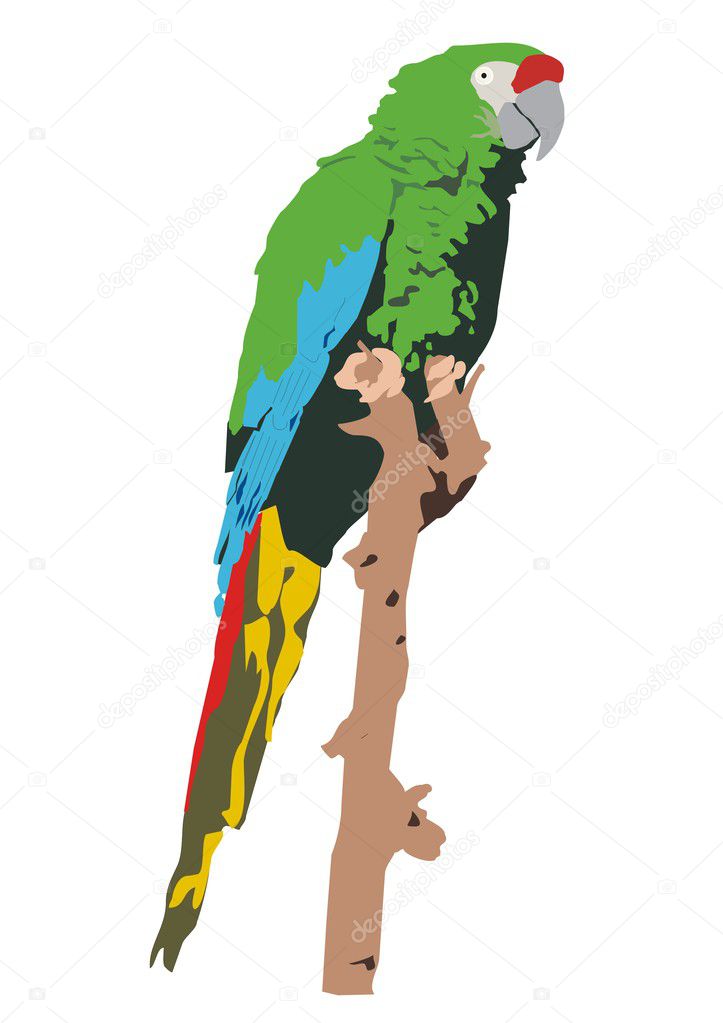 Mexican military macaw
