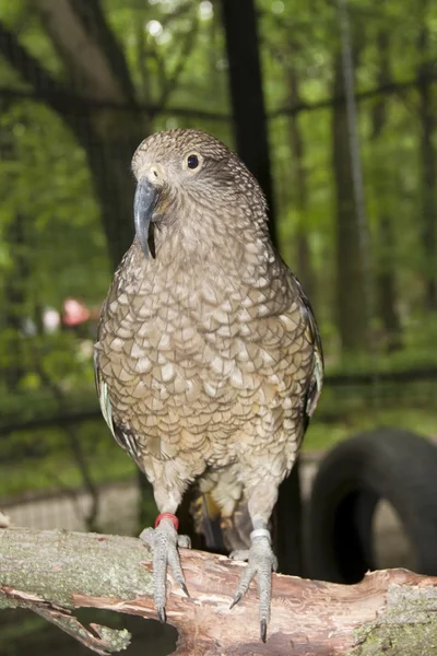 Uccello di Kea — Foto Stock