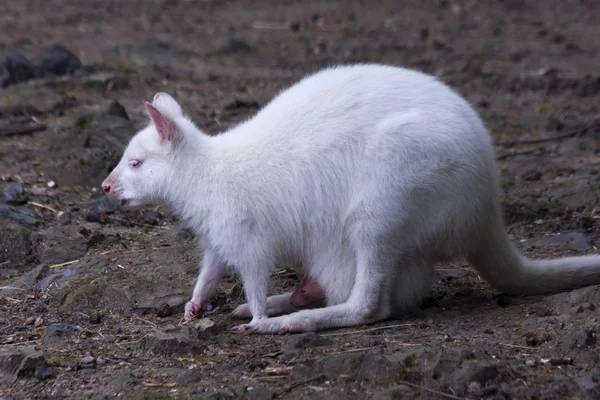 Wallabies brancos — Fotografia de Stock