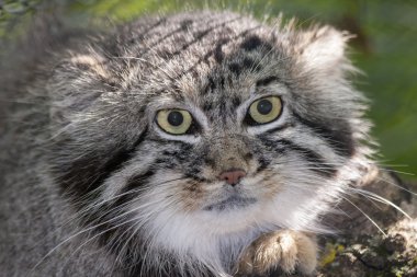 Pallas kedisi