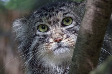 Pallas kedisi