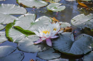 Lotus çiçeği.