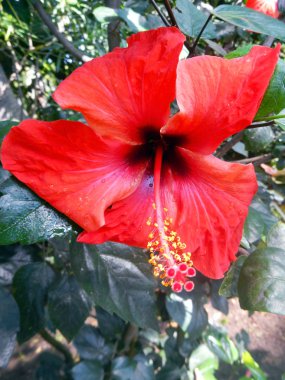 hibiscus çiçeği