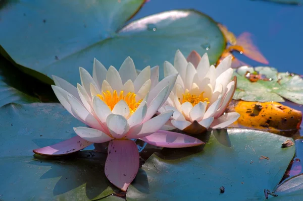 Flor de lótus — Fotografia de Stock