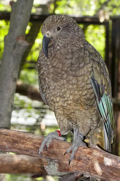 Kea, il pappagallo di montagna — Foto Stock