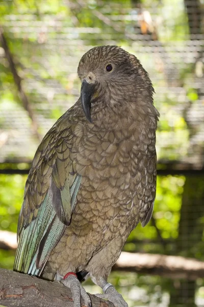 Kea, il pappagallo di montagna — Foto Stock