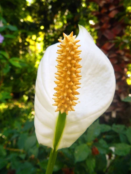 Λουλούδι του freesia — Φωτογραφία Αρχείου