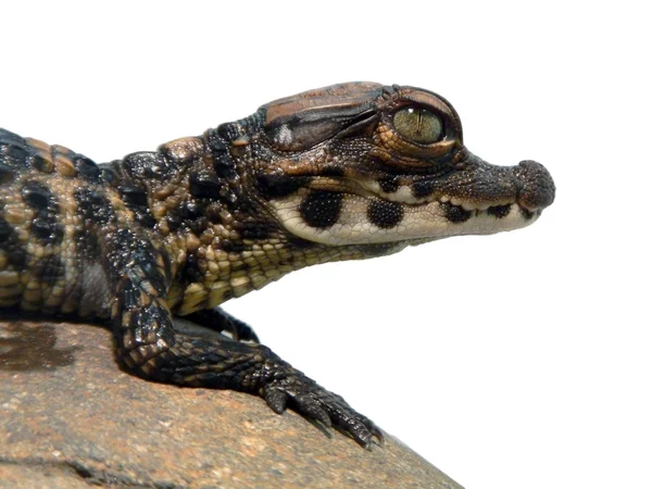 Criança de crocodilo anão — Fotografia de Stock