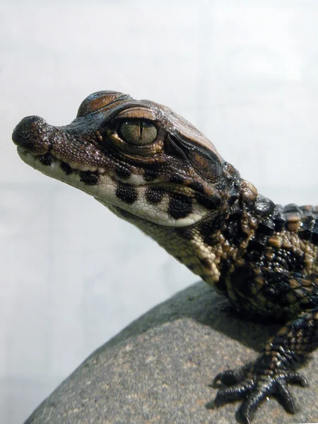 Criança de crocodilo anão — Fotografia de Stock
