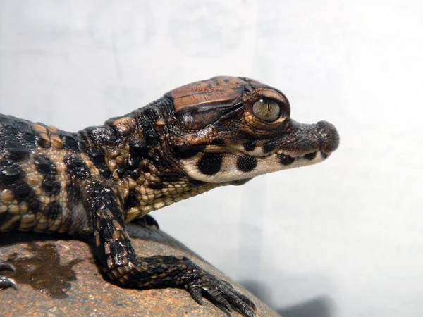 Criança de crocodilo anão — Fotografia de Stock