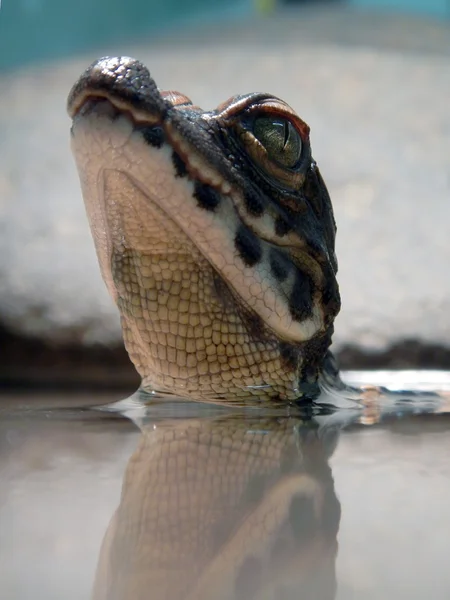 Criança de crocodilo anão — Fotografia de Stock