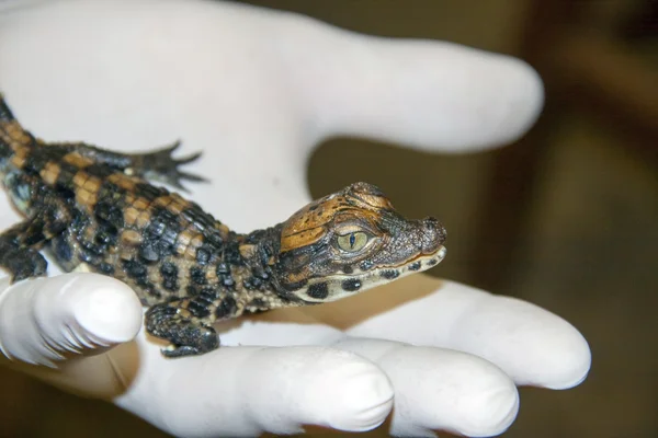 Bébé crocodile nain — Photo