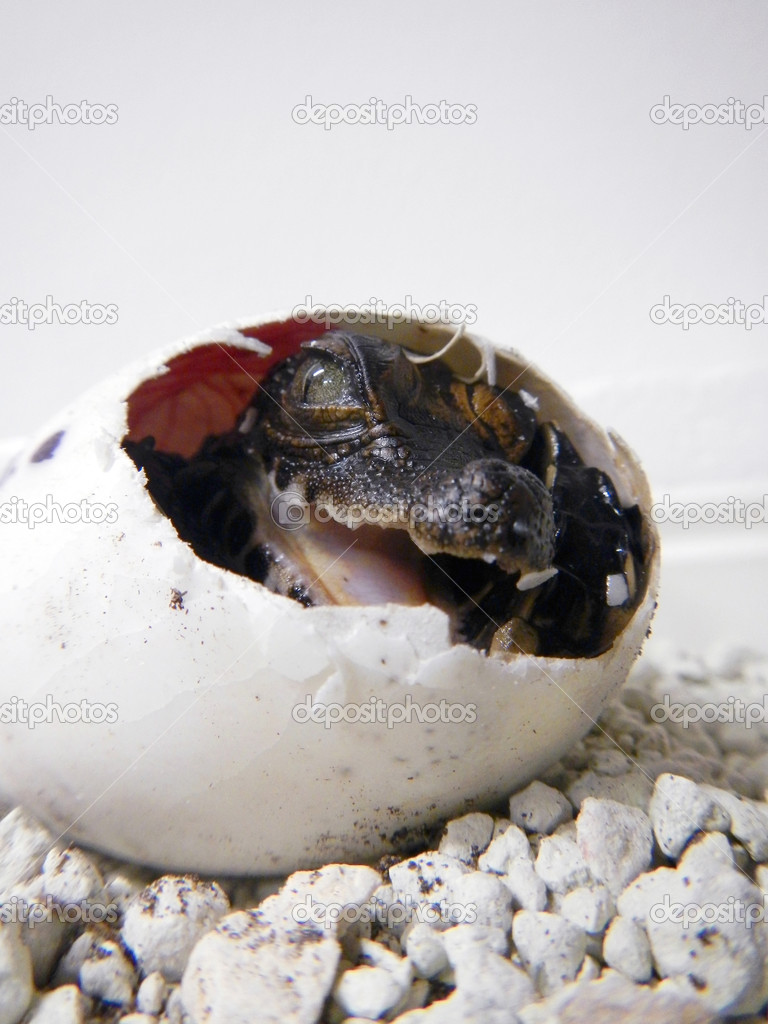 Crocodile egg