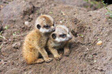 meerkat bebekler