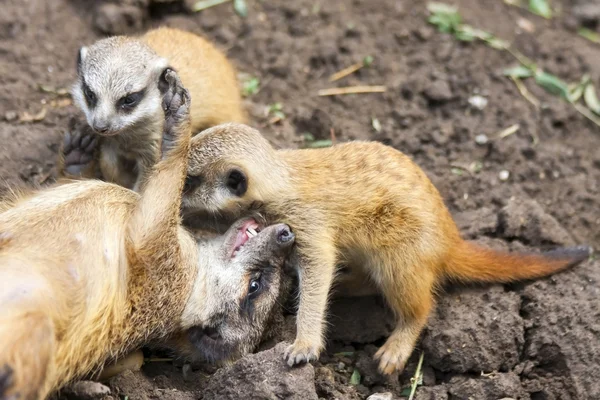 Τα μωρά Meerkat — Φωτογραφία Αρχείου